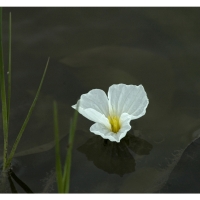dark-water-white-flower12x18-02